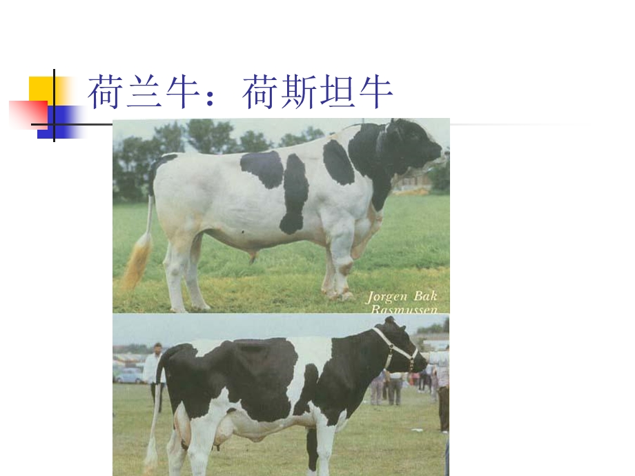 乳用牛及乳肉兼用牛的品种.ppt_第1页