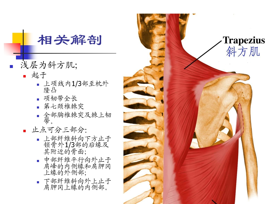 《颈肌损伤型颈椎病》PPT课件.ppt_第3页