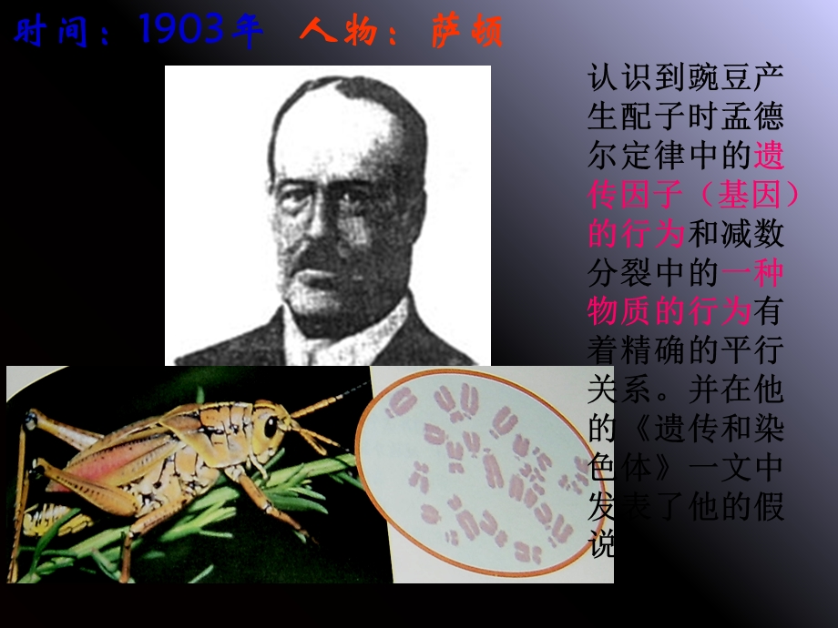 【教学课件】第二节遗传的染色体学说.ppt_第2页