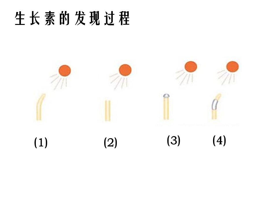 【教学课件】第3章植物的激素调节.ppt_第2页