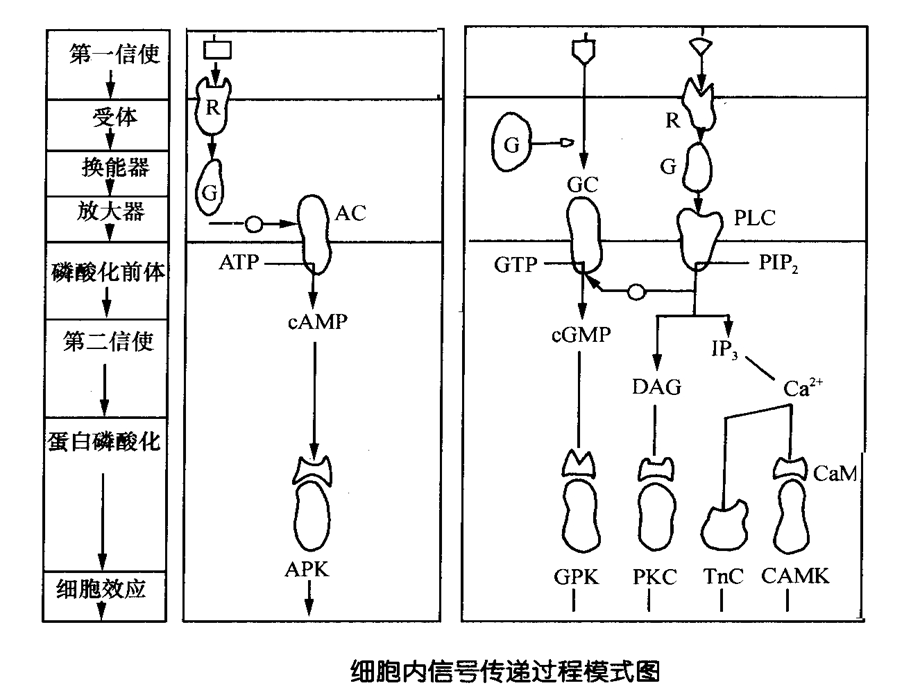 细胞信号转导原理.ppt_第2页