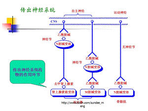 【大学课件】肾上腺素能药物.ppt