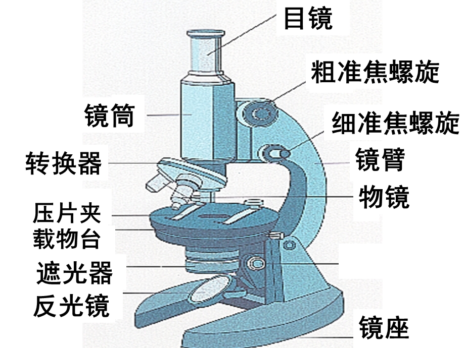 倍显微镜的操作步骤.ppt_第1页