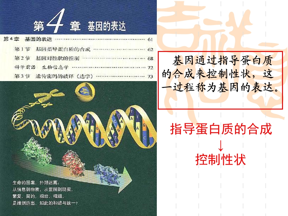 友兰课件41基因指导蛋白合成.ppt_第1页