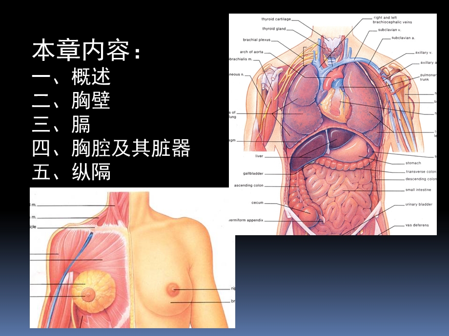 罗英瑾10 胸部.ppt_第2页