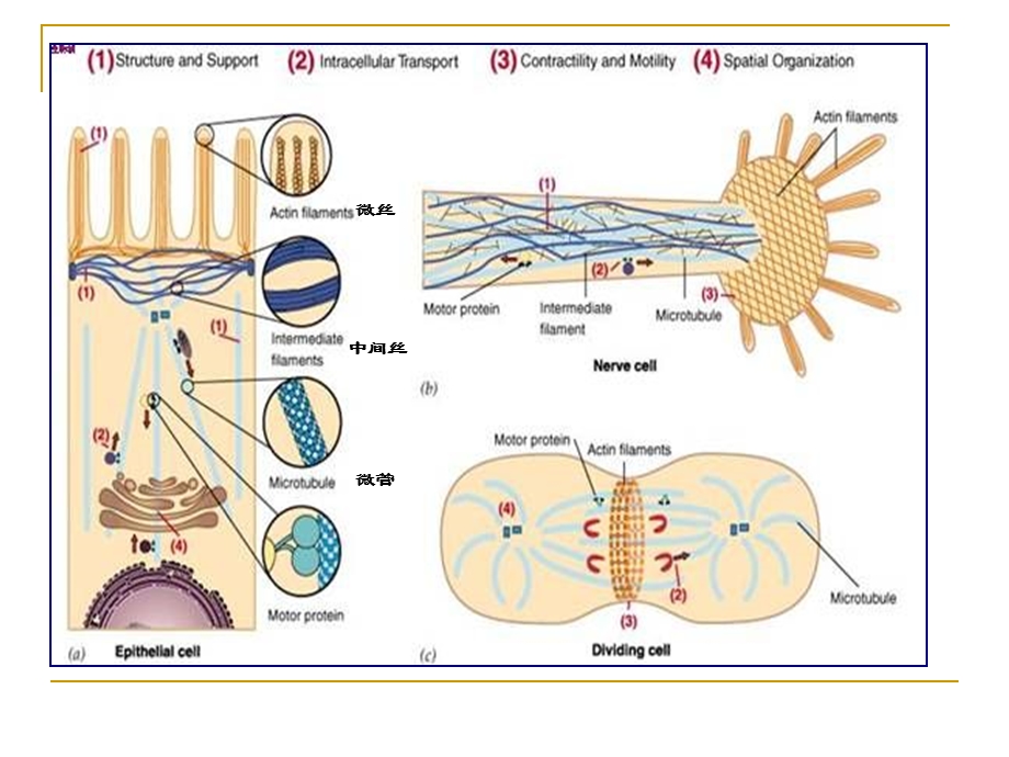 第十章细胞骨架.ppt_第3页