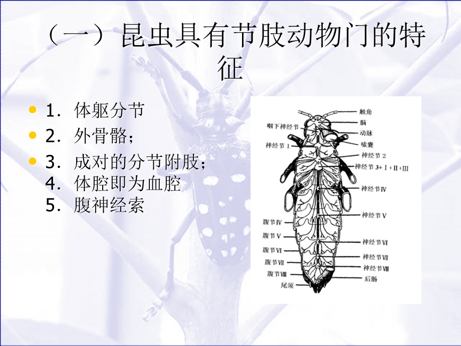 园林植物病虫害防治学教案.ppt_第2页