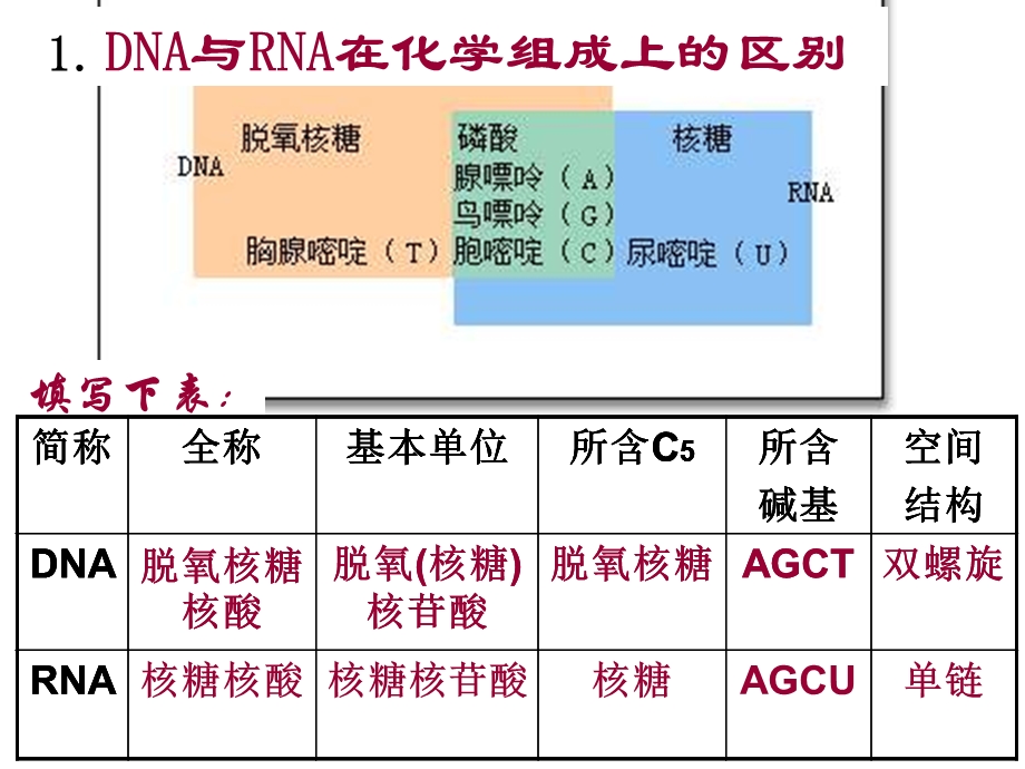 第四节遗传信息的表达RNA和蛋白质的合成.ppt_第3页