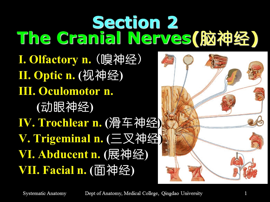 Section 2 The Cranial Nerves(脑神经).ppt_第1页