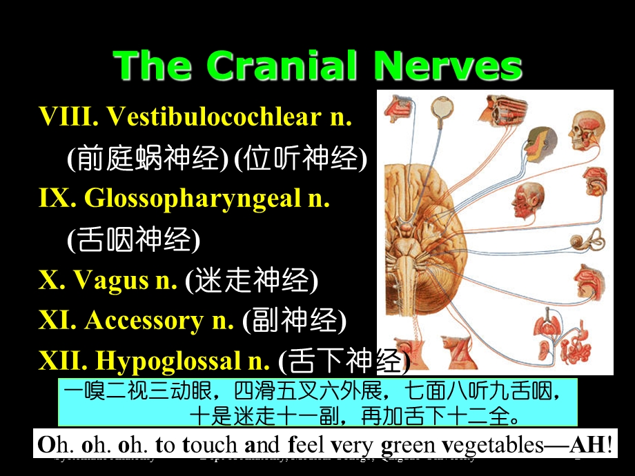 Section 2 The Cranial Nerves(脑神经).ppt_第2页