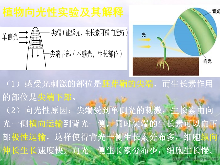 植物的激素调节复习.ppt_第2页