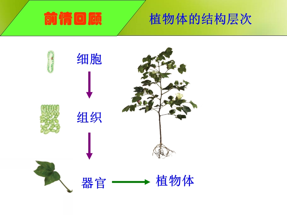 植物的蒸腾作用光合作用呼吸作用.ppt_第1页