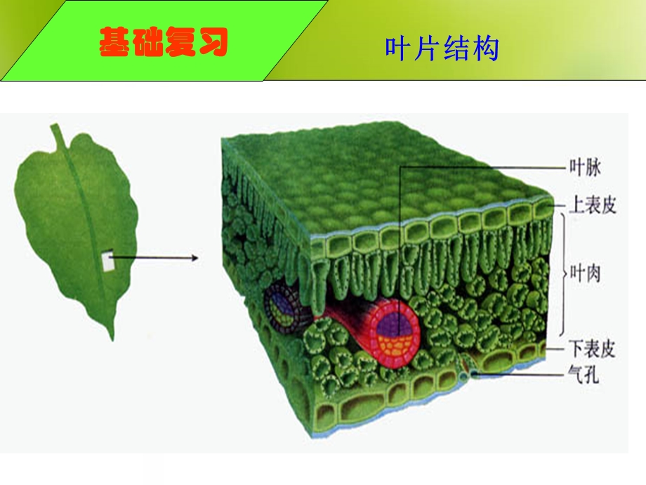 植物的蒸腾作用光合作用呼吸作用.ppt_第2页