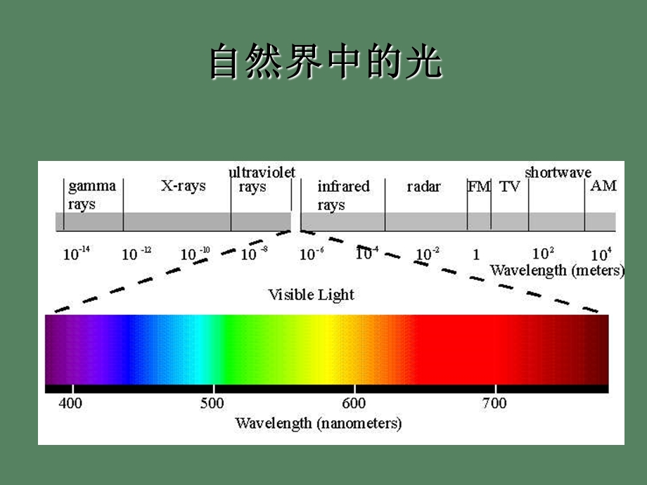 植物的生长与分化-光控发育.ppt_第3页