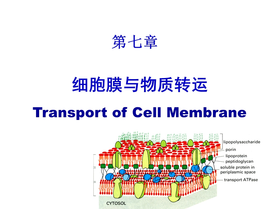 膜运输12自学版.ppt_第1页