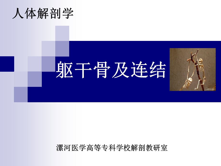 躯干骨及连结.ppt_第1页