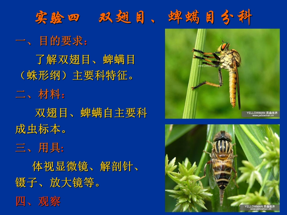 普通昆虫学-昆虫分类-双翅目、蜱螨目分科.ppt_第2页