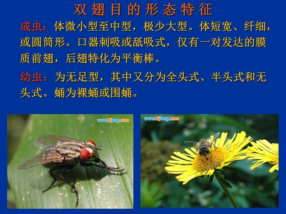 普通昆虫学-昆虫分类-双翅目、蜱螨目分科.ppt_第3页