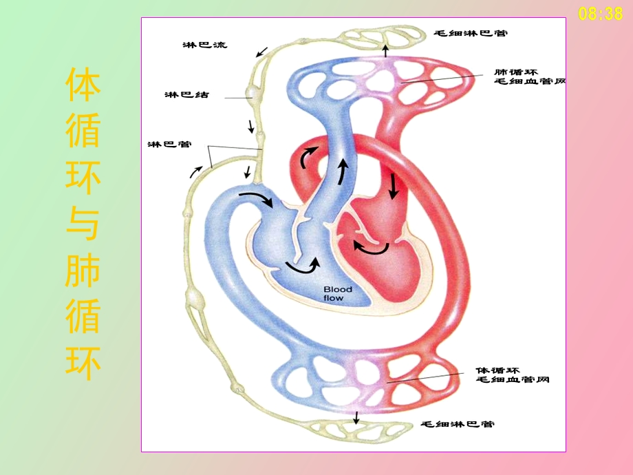 心血管的功能与调节生理学.ppt_第3页