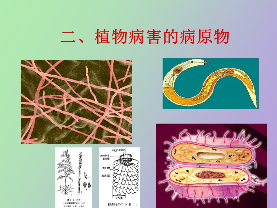 植物病害的病原物.ppt_第1页