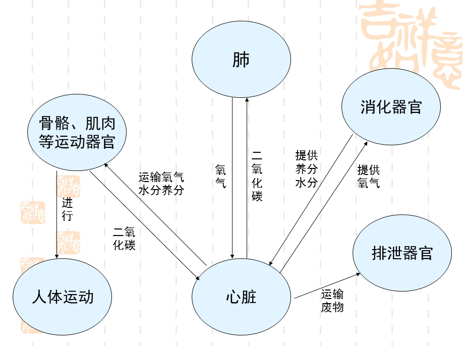 相互协作的人体器官.ppt_第3页