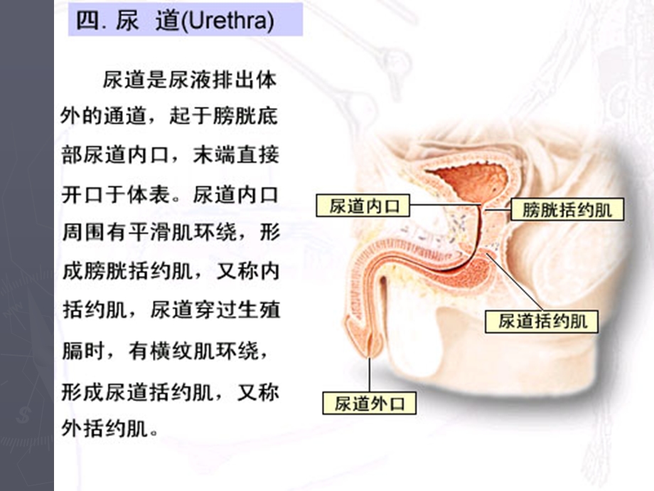 膀胱留置导尿管术.ppt_第3页