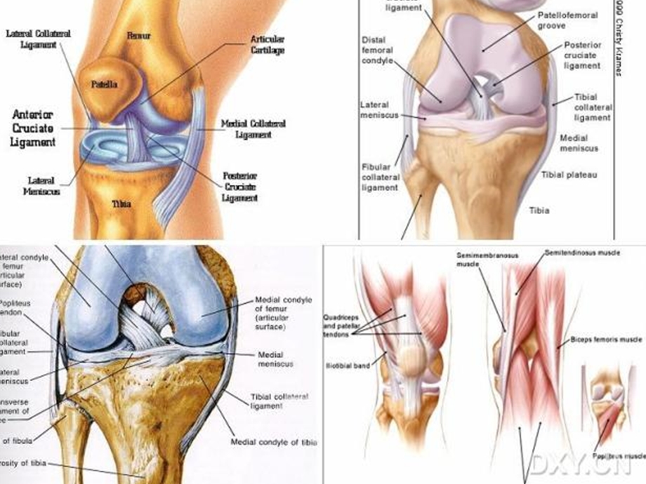膝关节损伤保健.ppt_第3页