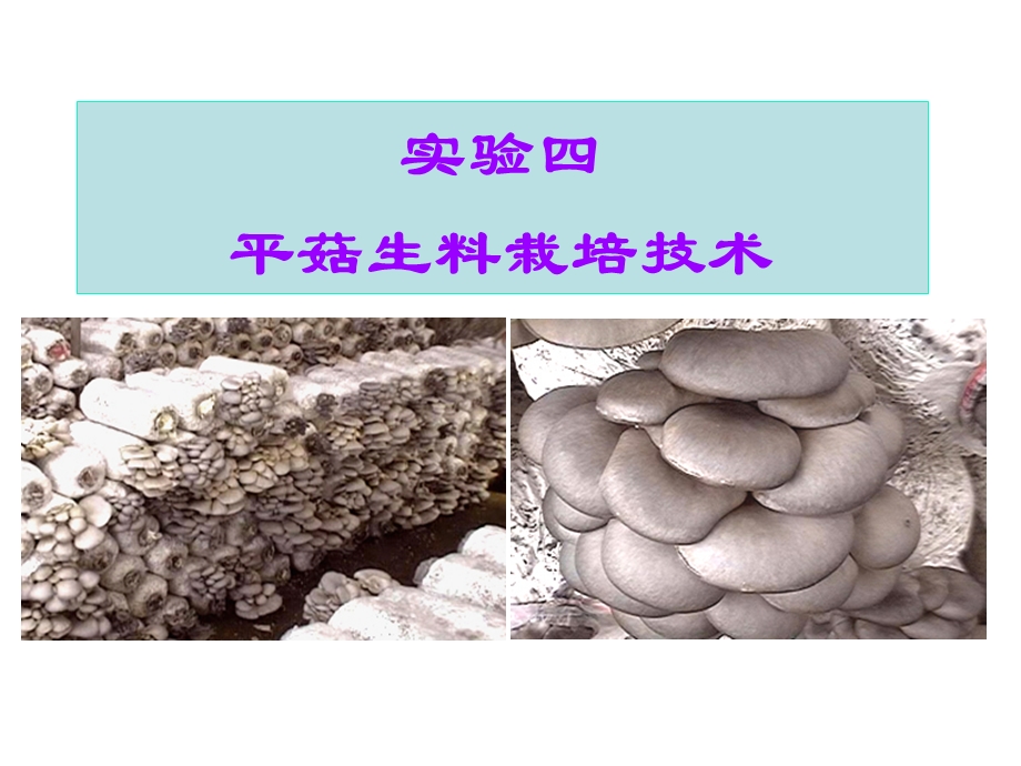 食用菌实验平菇生料栽培技术.ppt_第1页