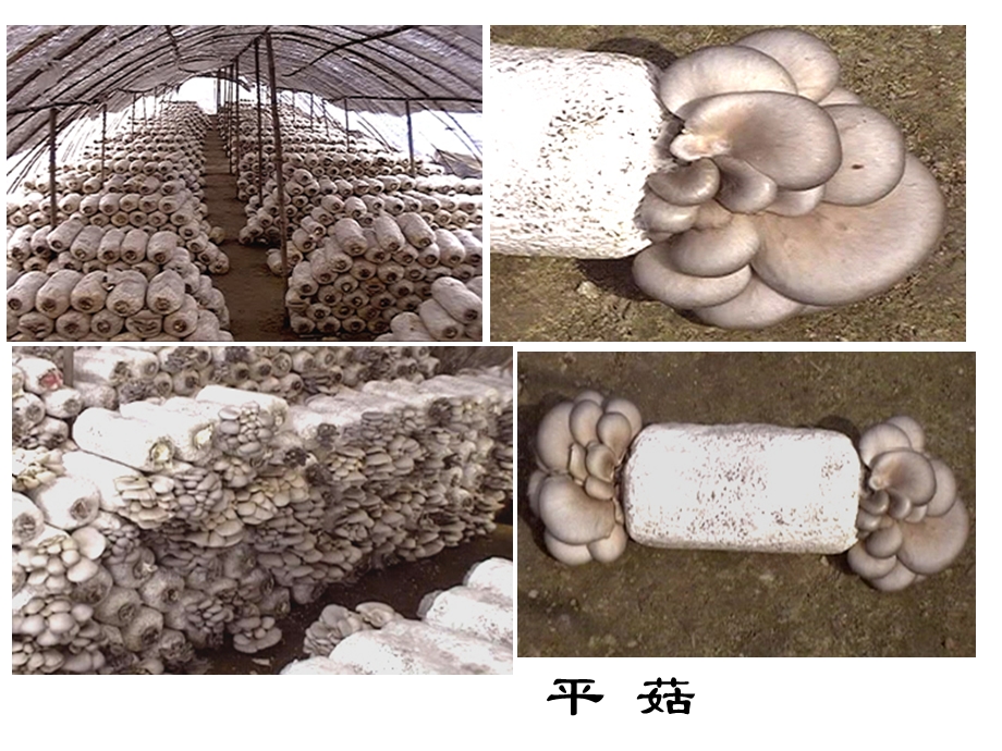 食用菌实验平菇生料栽培技术.ppt_第2页