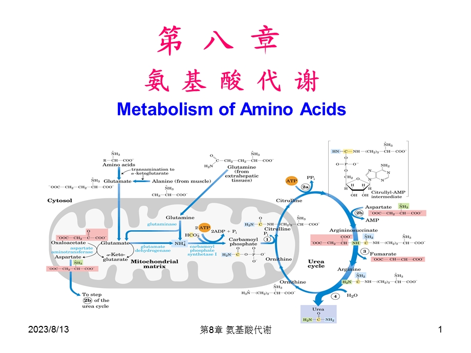 生化课件氨基酸代谢.ppt_第1页