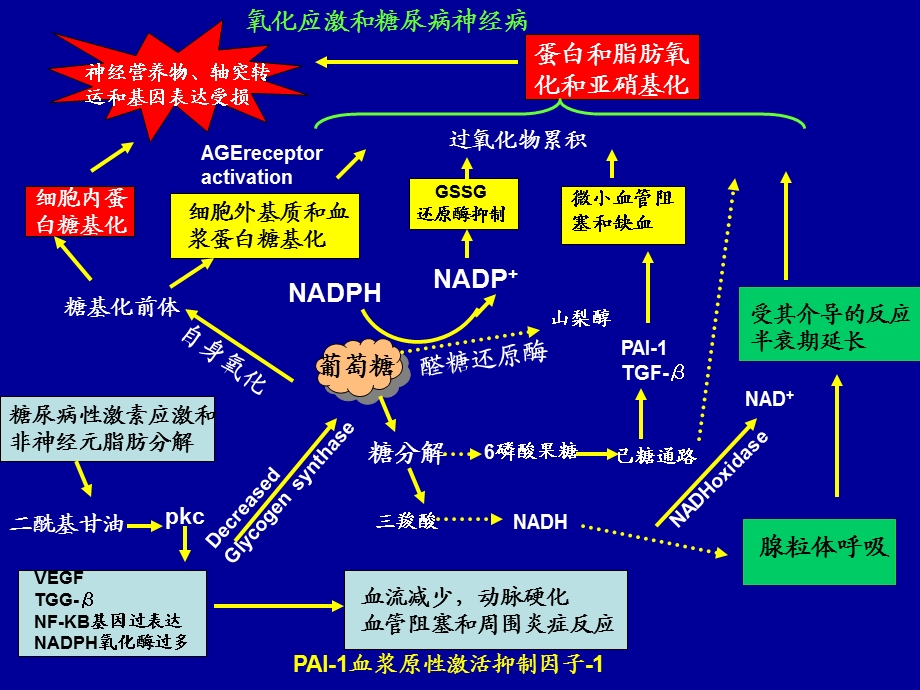 糖尿病神经病(蒋雨平)080112().ppt_第3页