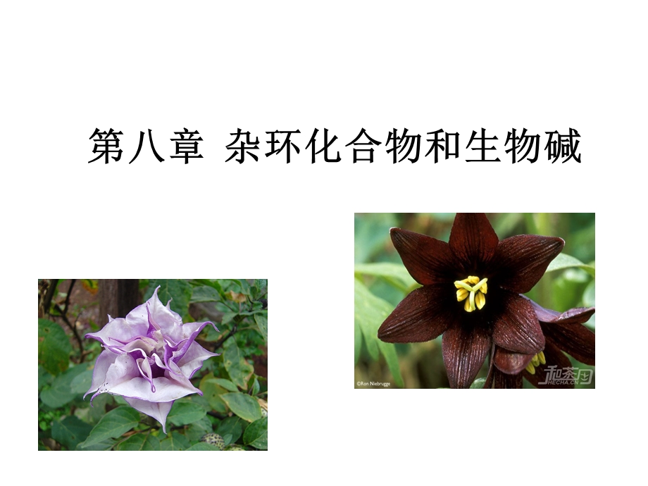 杂环化合物和生物碱-有机化学.ppt_第1页