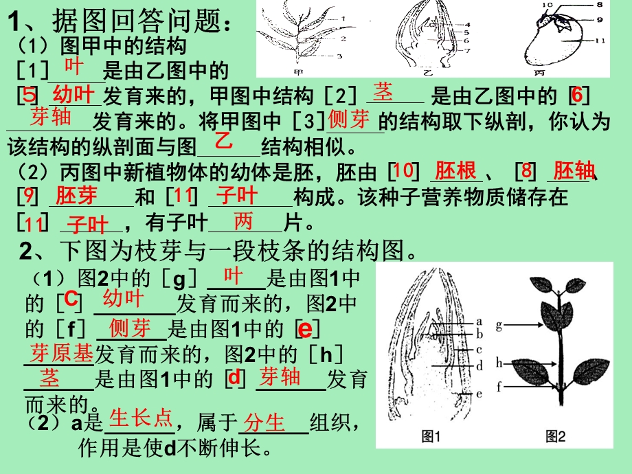 植物的营养繁殖.ppt_第1页