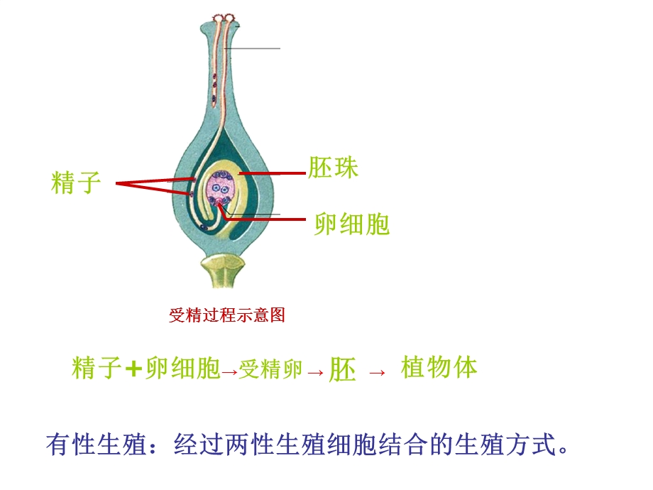 植物的营养繁殖.ppt_第3页