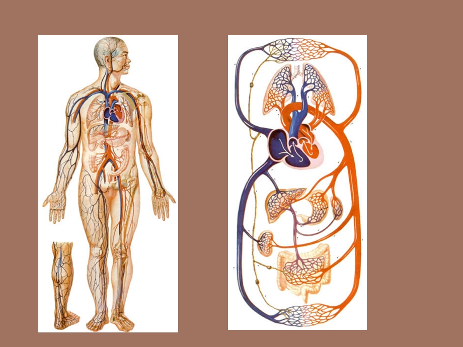 心血管系统解剖学课件.ppt_第2页