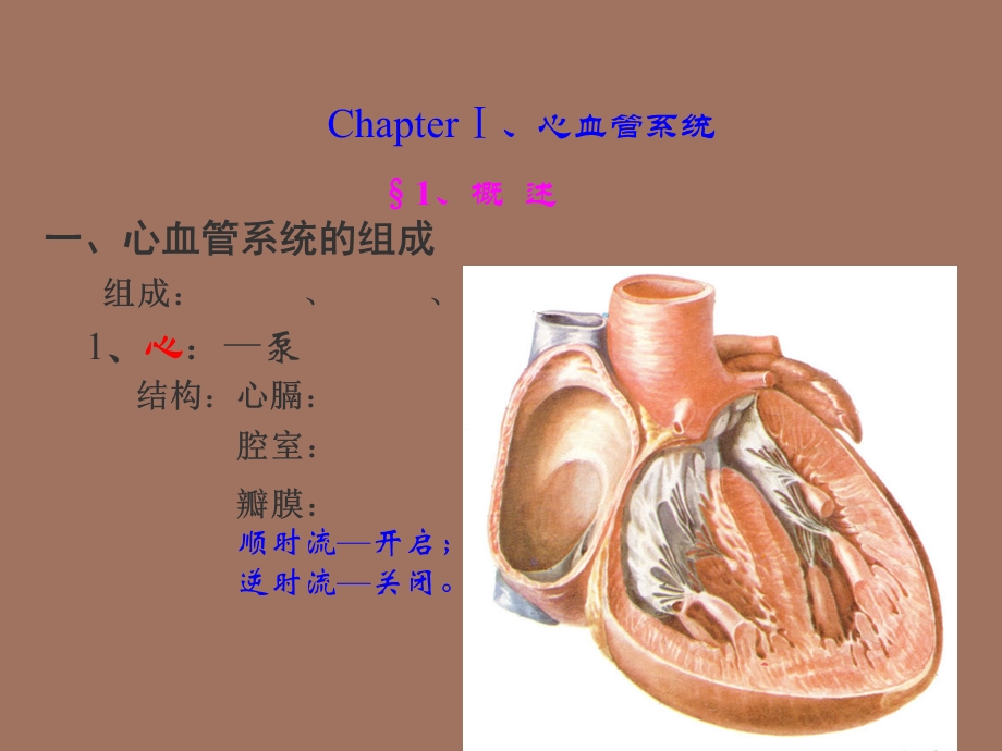 心血管系统解剖学课件.ppt_第3页