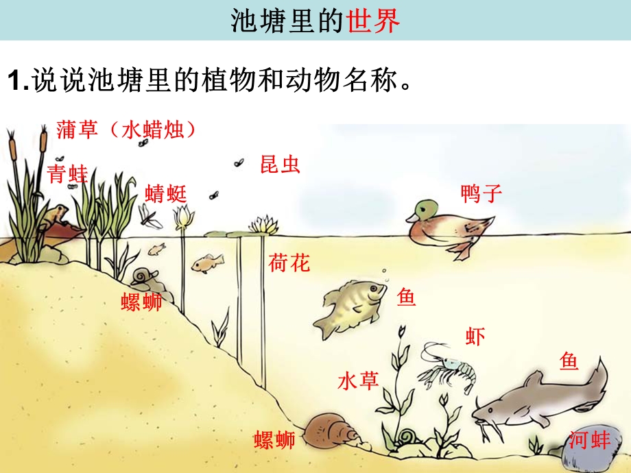 教科版五年级科学上册做一个生态瓶.ppt_第2页