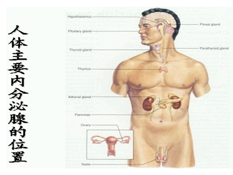 第四节甲状腺疾病病人的护理.ppt_第3页