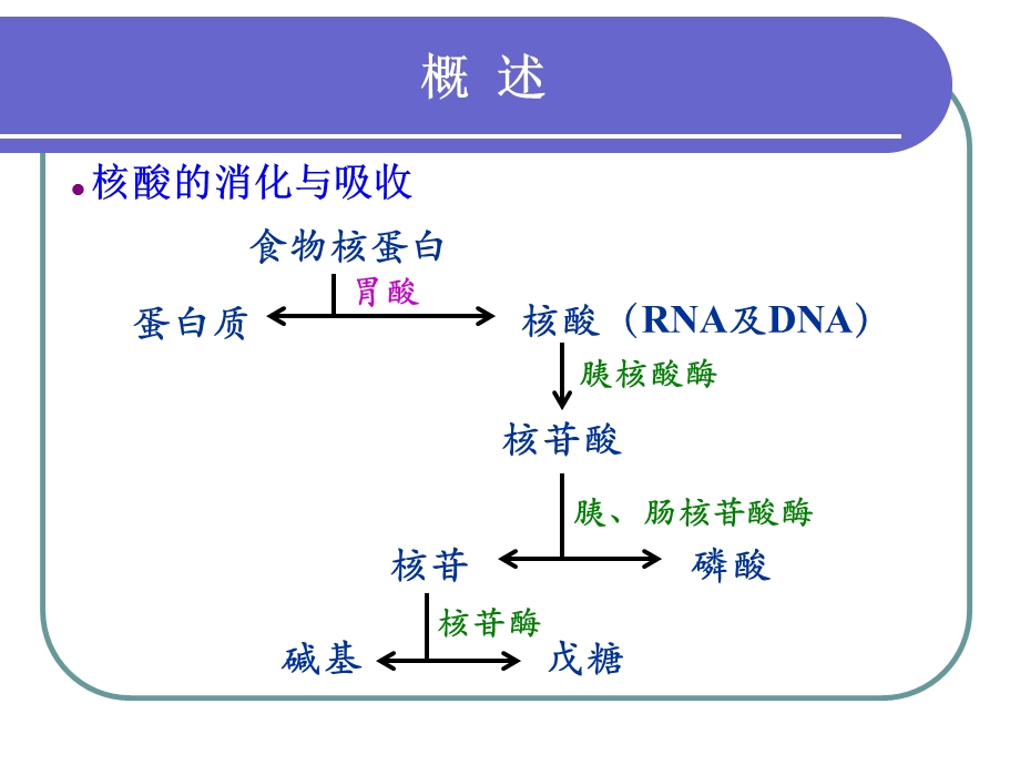 第八章核苷酸代谢4.ppt_第3页