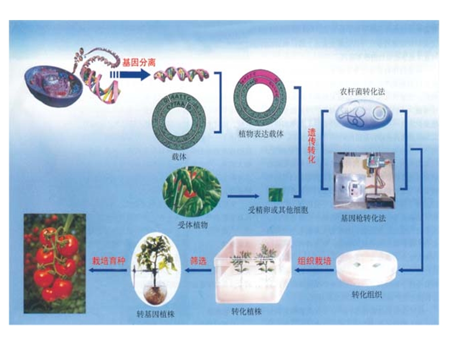 根癌农杆菌介导的植物基因遗传转化.ppt_第2页