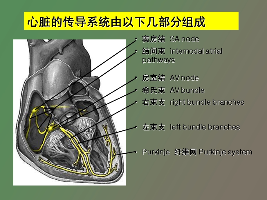 心电图的认识初步非专科护士.ppt_第3页