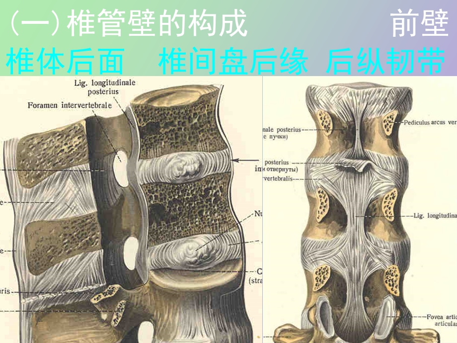 椎管的解剖及其影像学循征.ppt_第3页