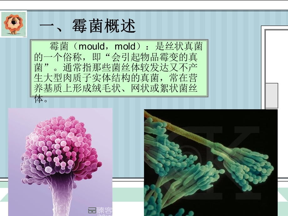 霉菌完结版(第四组).ppt_第3页
