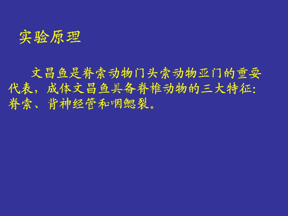 文昌鱼早期胚胎发育及组织结构观.ppt_第3页