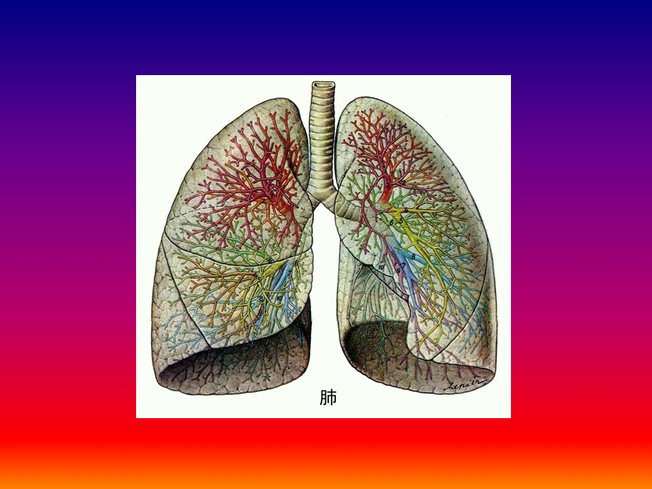 肺常识ppt课件.ppt_第3页