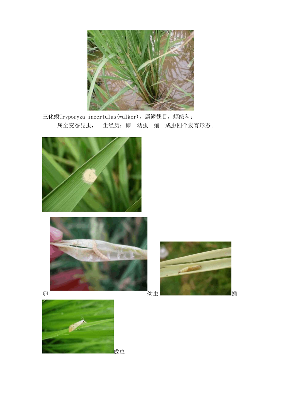 《水稻钻心虫的识别.docx_第2页