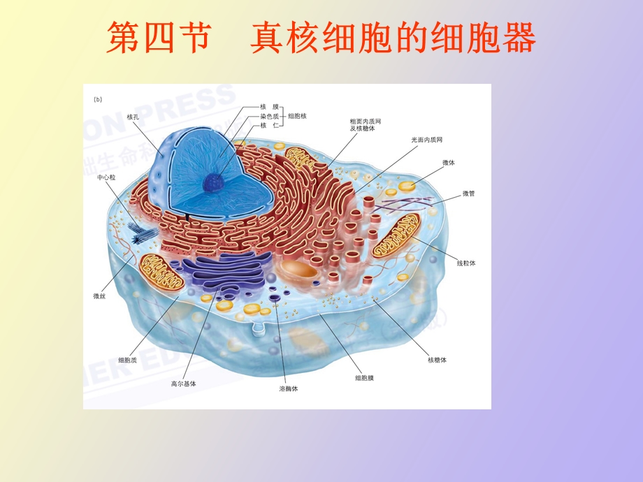 真核细胞的细胞器细胞核.ppt_第1页