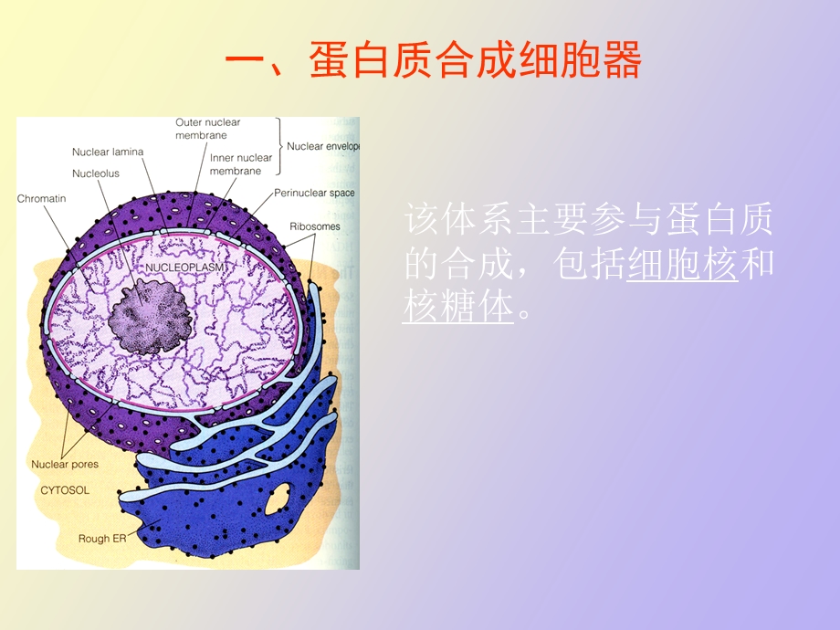 真核细胞的细胞器细胞核.ppt_第3页