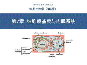 细胞质基质与内膜系统.ppt