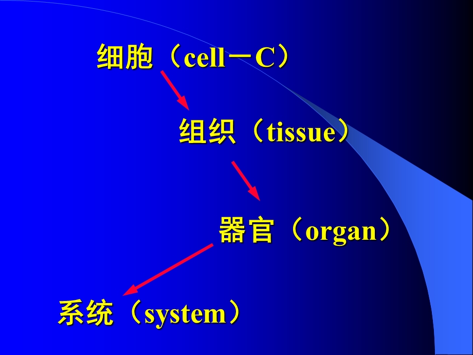 组织学与胚胎学一章节组织学绪论.ppt_第3页